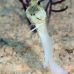 jawfish_yellowhead_bcf_nwp_v_0077_tci2002.jpg